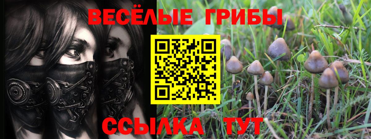 Псилоцибиновые грибы Cubensis Балтийск
